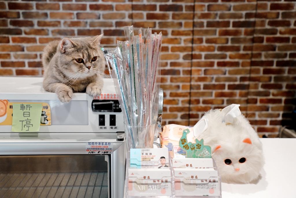 台南貓咪咖啡廳｜都在貓咪旅館，歡迎來到吸貓、撸貓世界，還有茶點、餅乾及冰淇淋可以吃到飽 @妞妞幸福花園