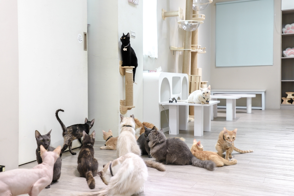 台南新開幕貓咪咖啡廳｜財閥家的公子貓，不僅只有超過20隻以上的貓咪任你擼整天，還有超萌的狐獴能近距離互動，多款韓式服飾包包及貓咪文創週邊商品可以逛