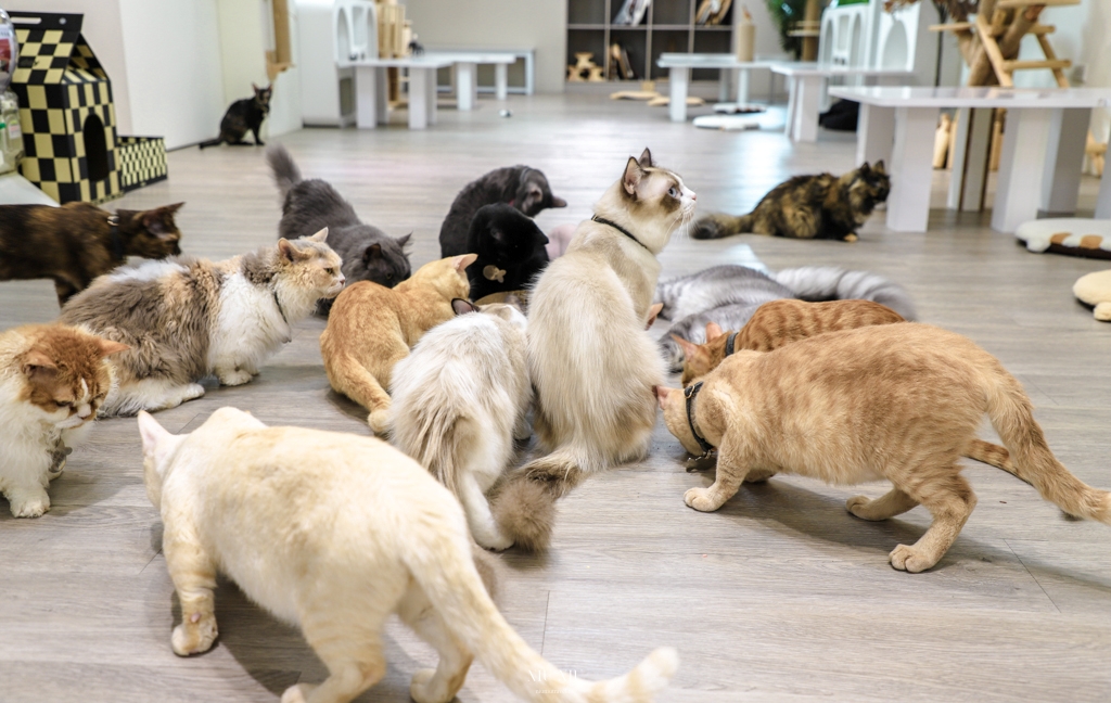 台南新開幕貓咪咖啡廳｜財閥家的公子貓，不僅只有超過20隻以上的貓咪任你擼整天，還有超萌的狐獴能近距離互動，多款韓式服飾包包及貓咪文創週邊商品可以逛