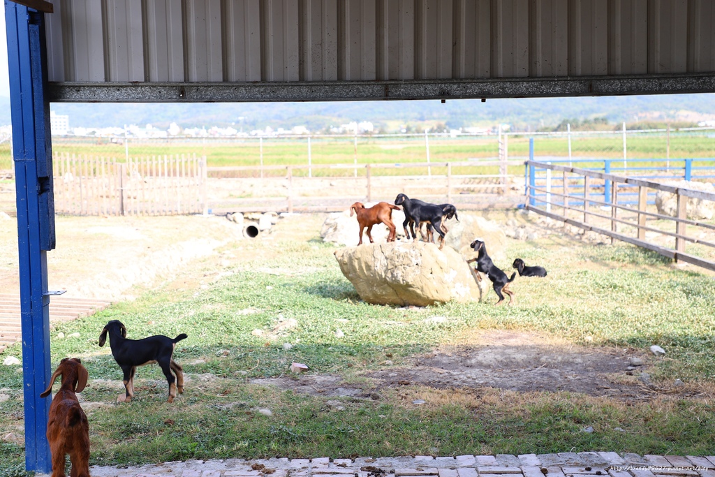 [屏東]恆春集群生態牧場:上百隻羊群餵食樂趣，還能與梅花鹿和鴕鳥近距離接觸 @妞妞幸福花園